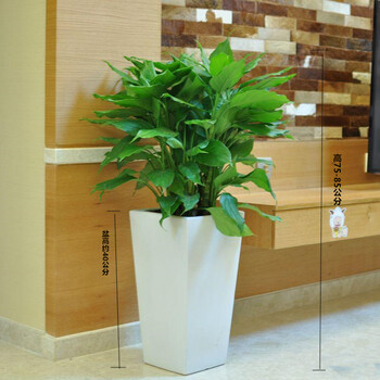 花明柳媚深圳万年青办公室内新房装修加湿绿植盆景植物盆栽 光滑方盆