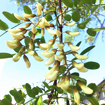 槐米洋槐花真空包装农家野生蔬菜杨槐花非干槐花榆钱儿3斤_现价-1元