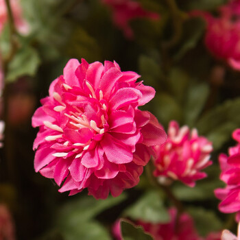 阡陌 单枝雏菊花假花仿真花设计师插花装饰花绢花摆件客厅 玫红色