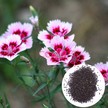 种子花卉种子盆栽庭院百日草种子万寿菊易播速生花海工程绿化花籽