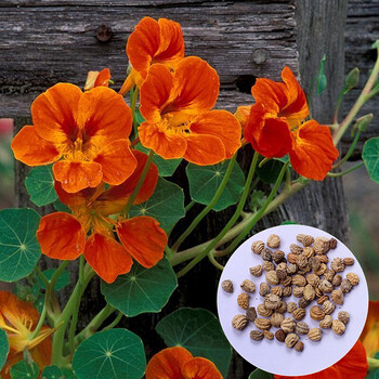 萌肉居 花草种子 旱金莲种子 花卉种子阳台盆栽庭院绿化种子 绿化工程