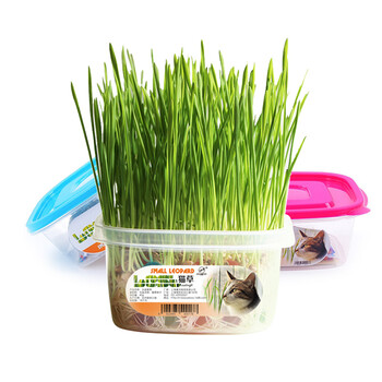 宠物猫草水晶猫草套装 猫薄荷吐毛球化毛猫零食小麦