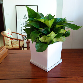 小绿萝盆栽大叶吸甲醛植物室内盆景花卉净化空气办公室绿植 白方瓷盆