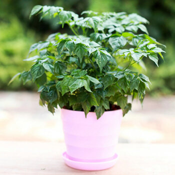 除甲醛净化空气绿色植物 办公室内观叶花卉幸福树 土培水养小盆栽