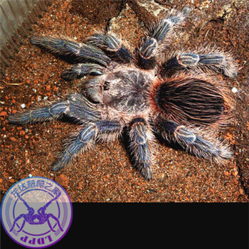 (宠物蜘蛛活体)智利火玫瑰活体出售新手入门送饲养套装 巴西火红5cm母