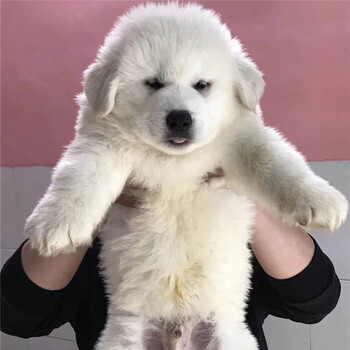 犬大型犬秋田古代牧羊犬阿拉斯加杜宾犬视频挑