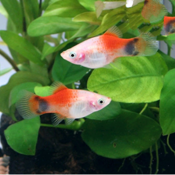 红白剑胎生鱼活体黑尾月光月光米奇三色牡丹苹果箭蓝月光观赏鱼 三色