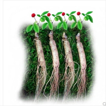 带芽人参苗 西洋参 长白山人参药材种 阳台庭院盆栽 人参苗 西洋参 