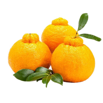 小象橙橙 新鲜水果 四川浦江不知火丑橘新鲜水果2.