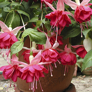 doroq多洛库 倒挂金钟盆栽 灯笼花吊钟海棠种苗室内吊兰花卉绿植 红花