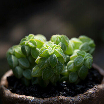 花络阁 象足椒草多肉植物稀有肉肉植物办公室精品四季盆栽_现价-1元
