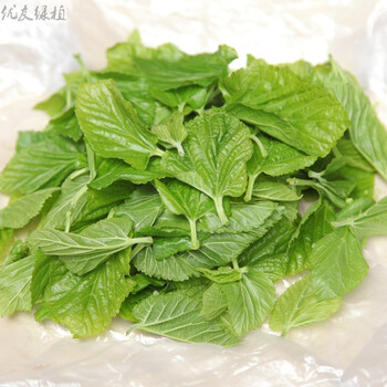 优友园艺 彩色蚕宝宝套装 小蚕新鲜桑叶白 蓝红黄 紫色饲料养蚕 七彩