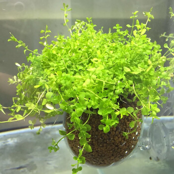 水草造景小盆 鱼缸内微景观载体 悬浮莫丝球新水晶玻璃 水中盆不含草