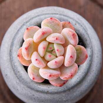 冰玉 冰淇淋多肉植物绿植花卉盆栽肉肉植物 多肉 比安特单头2cm左右