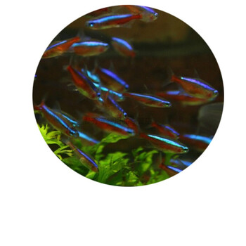 热带鱼活体观赏鱼活体灯鱼红绿灯宝莲灯鱼火炽金钻红绿灯鱼 玫红色