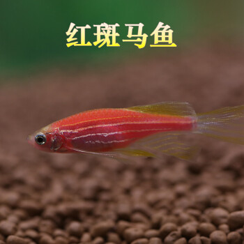 只 紅斑馬魚活體 漁場 藍斑馬魚飼料魚水族世界 紅斑馬種魚3cm20條裝