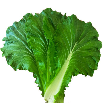 新鲜大白菜叶东北白菜叶白菜叶子蘸酱菜新鲜蔬菜打饭包菜包20片装