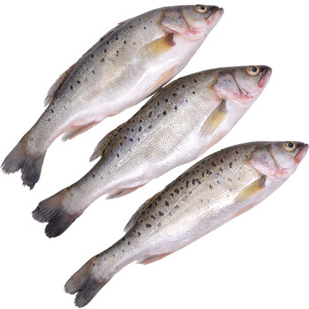 心作良田鲈鱼 鲜活海鱼 新鲜水产海鲜 深海七星海鲈鱼 花鲈鱼 1.