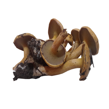 宜统山果 新鲜野生菌菇滑滑菌 500g