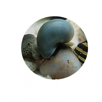 淡水观赏螺苹果神秘黄金斑马洋葱杀手螺水族缸清洁除藻工具螺 蓝螺
