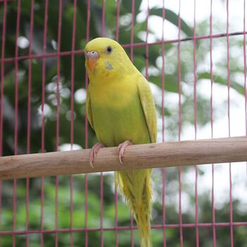 虎皮鹦鹉活体小宠物说话鸟活体 黄皮鹦鹉 1只