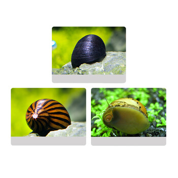 热带淡水鱼缸水族箱清洁虾除藻螺套餐工具鼠鱼清道夫活体草缸宠物 除