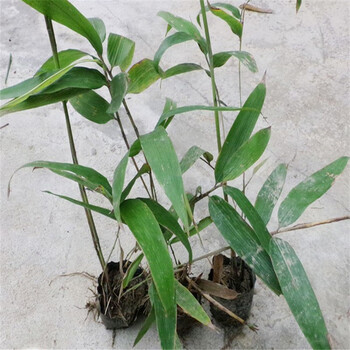 湖南大型楠竹苗 毛竹苗 实生竹子苗 带营养杯种子苗 楠竹1年生种子苗