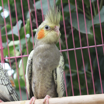 玄鳳鸚鵡活體鳥活物虎皮鸚鵡說話鳥幼鳥手養鳥雛鳥活體寵物 珍珠玄鳳