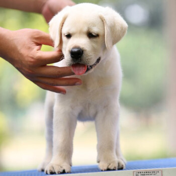 【汪星人】純種雙血統拉布拉多幼犬活體 家庭犬奶油色奶黃色寵物狗狗