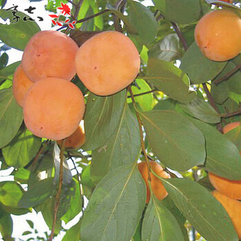 上客来果树苗柿子树盆栽地栽柿子苗南方北方种植北方植物耐寒耐冻植物日本甜柿五年苗 图片价格品牌报价 京东