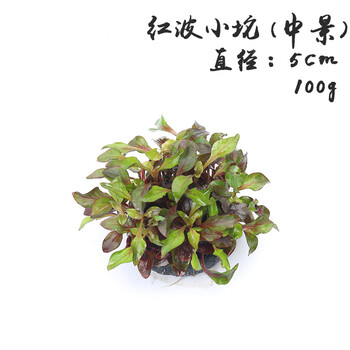 青青自然水草活体草缸水草鱼缸水草坨草合集懒人水草草缸造景坨草真水草前景草中景草后景水草红波小坨 图片价格品牌报价 京东