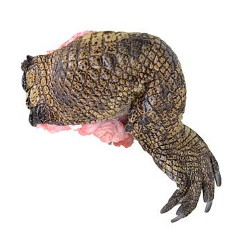 鳄鱼 鲜活鳄鱼肉全皮新鲜鳄鱼水产特色食材 鳄鱼脚掌(500g)