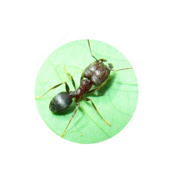 伊大頭蟻pheidole yeensis活體家園工坊科普教育森大頭蟻 3後100工