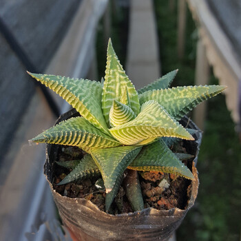 多肉植物组合盆栽办公室防辐射绿植萌肉肉 十二指天 5cm左右