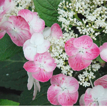 海蒂的花园爱你的吻平瓣山绣球耐阴灌木开花植物绿植阳台庭院花苗