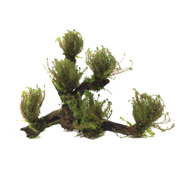 水草活体沉木鱼缸造景套餐用品水族箱装饰 绿尾松6头沉木