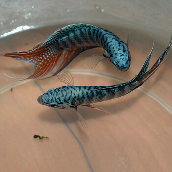 水族大师 中国斗鱼 蓝叉叉尾斗鱼 鱼苗活体小型观赏金鱼野生 4到5cm 2