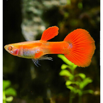 孔雀鱼小型热带鱼观赏鱼鱼缸水族箱宠物活体淡水鱼 红眼火炬孔雀3条装