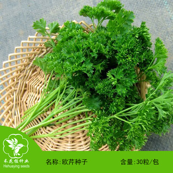 禾花楹香芹种子欧芹种子法国香菜种子旱芹菜种子芹菜种子耐寒洋芫荽蔬菜种子可生食配菜香芹菜种籽欧芹种子 禾花楹香芹种子欧芹种子法国香菜种子旱芹菜种子芹菜种子耐寒洋芫荽蔬菜种子可生食配菜香芹菜种籽欧芹种子