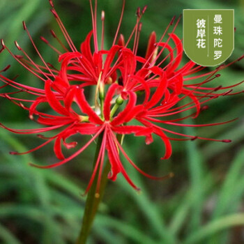 绿植彼岸花种子 曼珠沙华盆栽 彼岸花种球石蒜花 室内四季种花卉 曼珠