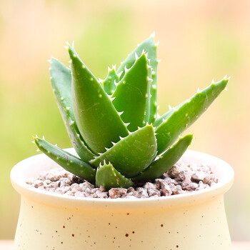 闽卉多肉芦荟系女王不夜城雪山雪花芦荟多肉植物超萌稀有多肉组合盆栽