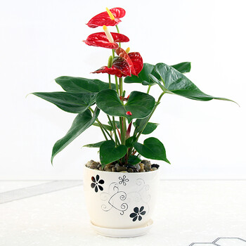 绿植盆栽水培粉掌红掌白掌办公室内净化空气绿萝花卉花草苗 雪花陶瓷