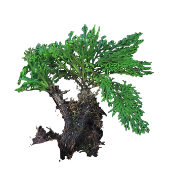 不想爬树(buxiangpashu) 卷柏盆栽野生复活草植物新鲜九死还魂草不死