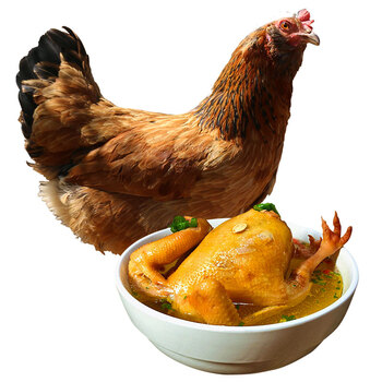 老母鸡 土鸡 1000g左右 农家散养 鸡肉 新鲜走地鸡 草鸡柴鸡