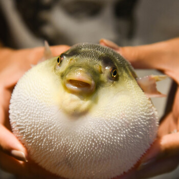 水族大师 观赏鱼淡水气泡鱼 河豚鱼狗头鱼 宠物鱼潜水艇鱼活体 精选16