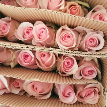 云南昆明鲜花批发教师节基地直发玫瑰快递婚庆办公室插花一扎 粉佳人