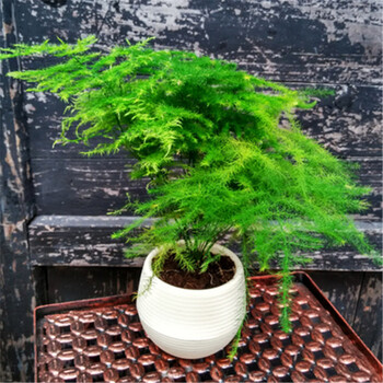 文竹小盆栽带盆景办公室内桌面绿植花草 15cm白色蓄水盆