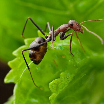 红头箭蚁 cataglyphis.sp 宠物蚂蚁 活体蚂蚁 1后约50工