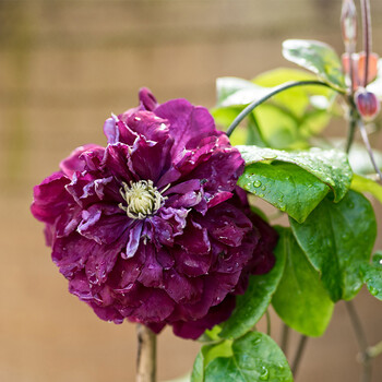 进口铁线莲 新品阳台丰花系列 爬藤观花庭院花卉植物 夏尔曼 p7