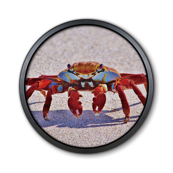 创意小龙虾装饰画餐馆饭店壁画大排档烧烤摊挂画螃蟹大闸蟹圆形画 x0